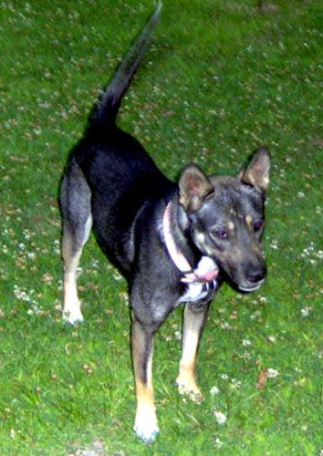 Lela