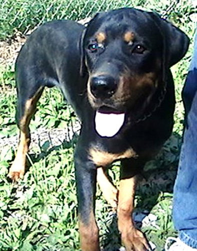 Levi