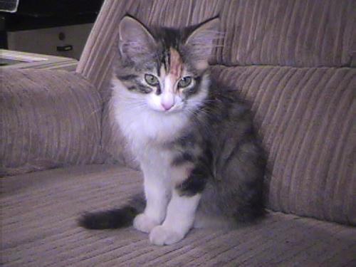 Lexi-Chantelle
