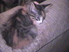 Lexi-Chantelle