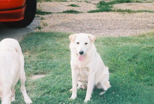 Lexie