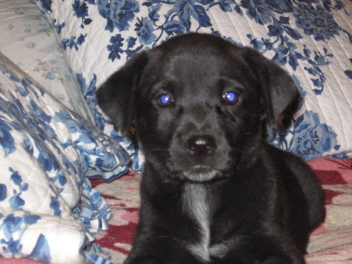 Libby