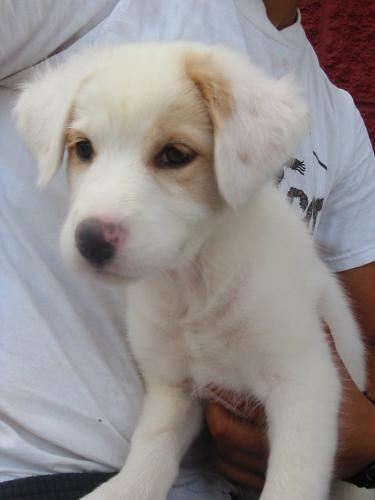 Lila