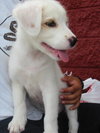 Lila