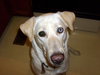 Lilah