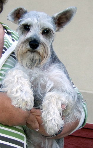 Lilly the Schnauz