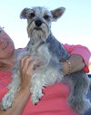 Lilly the Schnauz