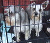 Lilly the Schnauz