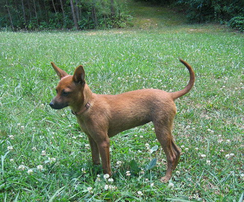 Lily (Fox)