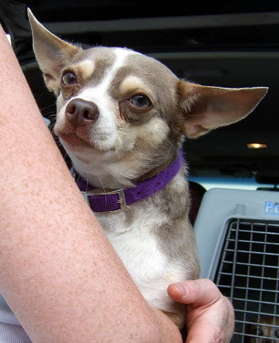 Lola