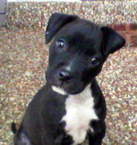 Maggie L