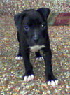 Maggie L