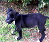 Maggie L