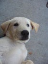 Maizie