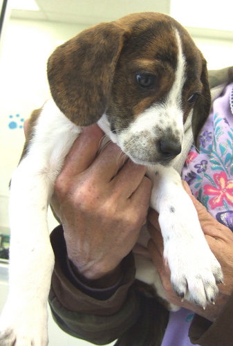 Mattie pup