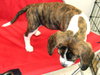 Mattie pup