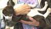Mattie pup