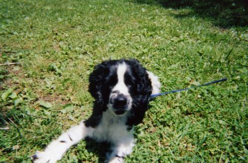 Max
