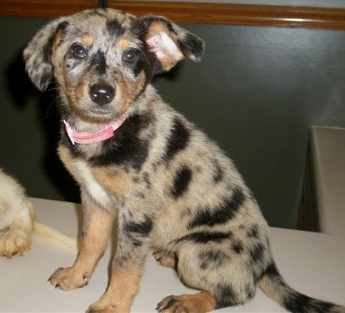 Maybelle