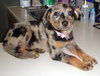 Maybelle