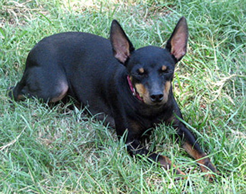 MiMi