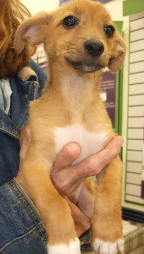 Oliver