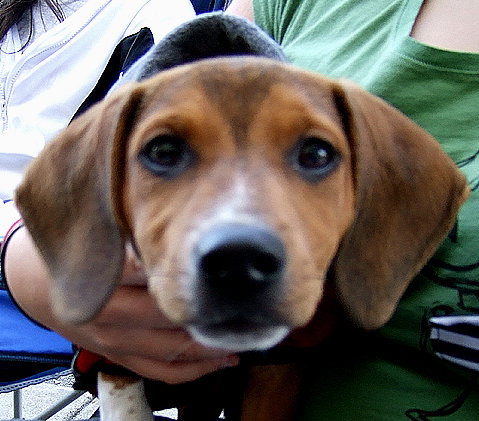 Ollie