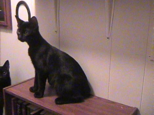 Onyx