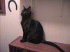 Onyx