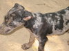 Onyx