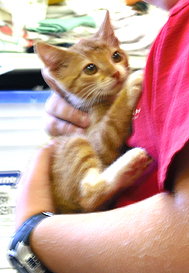 Orange Kitty