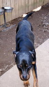 Otis