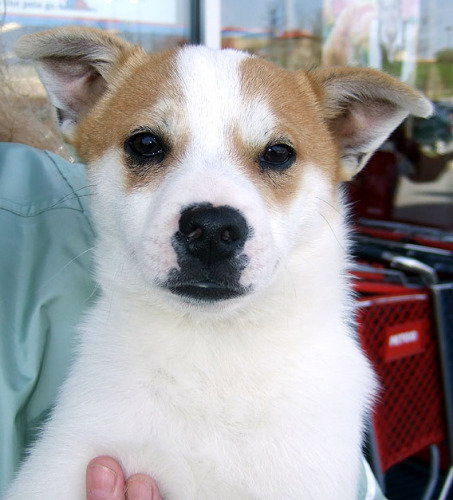 Otis_II