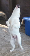 Otis_II