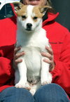 Otis_II