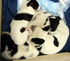 Patches