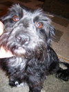 Peanut