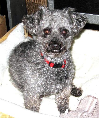 Pepper