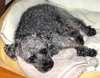 Pepper