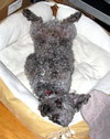 Pepper