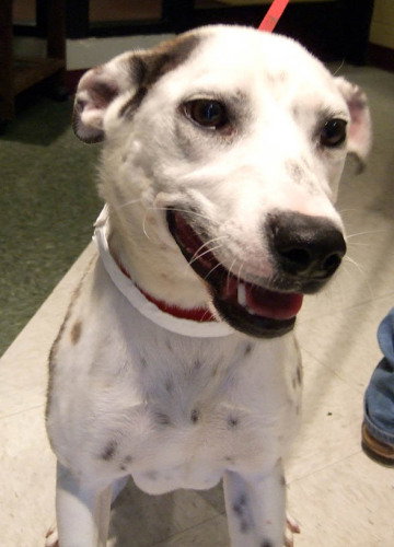 Pepper
