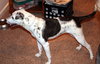 Pepper