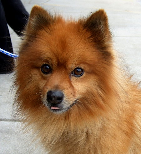 Pom