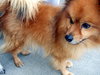 Pom