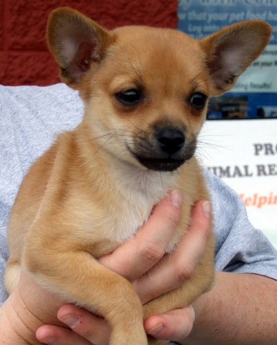 PomChi
