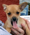 PomChi