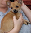 PomChi
