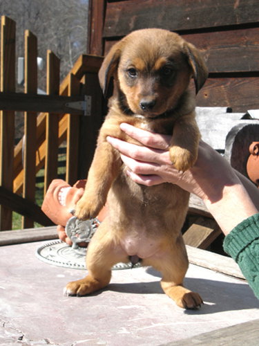 Reba