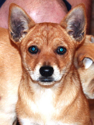 Red / Foxy pup