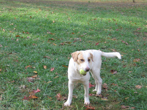 Riley